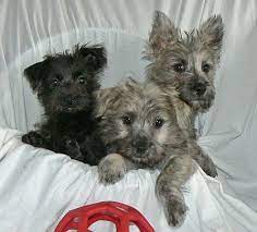 Patience 39 S Puppies Puppies For Sale In Delaware Cairn Terrier Puppies Terrier Puppies Cairn Terrier
