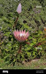 Image result for Protea rupestris