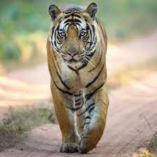 The Rogue A Young Male Tiger Called Mahaman Walks On The Safari Track In Bandhavgarh National Park India Tiger Walking Big Cats Photography Wild Cats