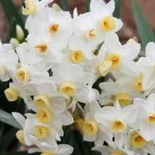 Maybe you would like to learn more about one of these? Amaryllis And Paperwhites Purple Tuteur Farm