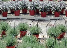 Un mondo di bellezza circondarsi di bellezza e vitalità. Nasce Il Turismo Aromatico In Sicilia 9mila L Anno In Vivaio Mondo Agricolo Ansa It