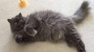 Top 20 Long Haired Cat Breeds