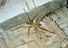 With that said, camel spiders can still grow to impressive sizes with some species topping 20 centimetres. Camel Spider Wiktionary