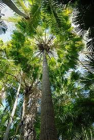 Image result for Livistona australis