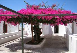 Reforestation And Medicinal Use Of The Trees The Growth Rate Of Bougainvilleas Bougainvillea Tree Plants Garden Vines