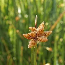 Image result for Schoenoplectus muricinux