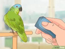The cut end needs to be protected by the two layers of coverts. How To Clip A Parrot S Wings 15 Steps With Pictures Wikihow