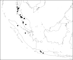 Image result for Gouania tiliifolia