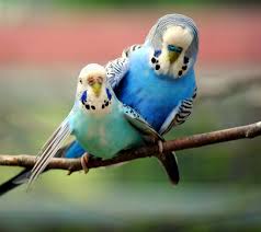 Most male budgies will have a bright blue cere and most females will have a pink, white, tan or brown cere. Budgies Breeding Guide