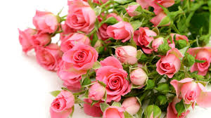 We did not find results for: Wallpaper Pink Roses Flowers Bouquet White Background 3840x2160 Uhd 4k Picture Image
