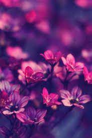 خلفيات ايفون ورد طبيعي iphone wallpapers hd download purple flowers wallpaper flower iphone wallpaper iphone wallpaper photos
