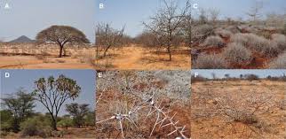 Image result for Duosperma