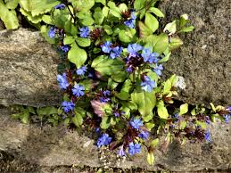 Mauerfugen Bepflanzen In 2020 Pflanzen Garten Pflanzen Gartenpflanzen