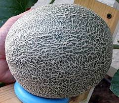 Wayne Schmidt S Extreme Melon Growing Page Growing Melons Growing Food Veggie Garden