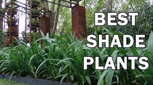 Available to the rest of australia spring 2018. Top 10 Shade Tolerant Plants By State