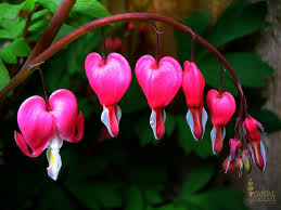 6 inches to 4 feet tall; Sacramento Landscaping Recommended Shade Plants Sacramento Landscape