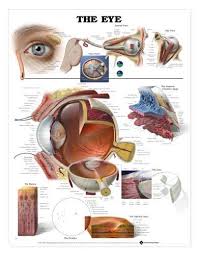 Human Eye Anatomy Chart Buy Online In Qatar Lake Forest