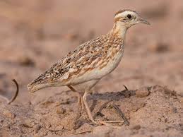 Image result for Pteris auquieri