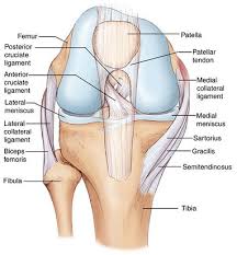 Along with muscles and tendons, they are a main source of. Anterior Cruciate Ligament Chicago Acl Repair Glenview Rotator Cuff Specialist Chicago