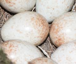 bird egg identifier gardenbird