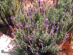 Image result for Lavandula dentata