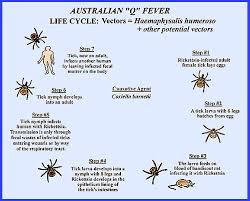 Image result for Q Fever