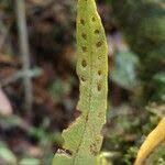 Image result for Lepisorus excavatus