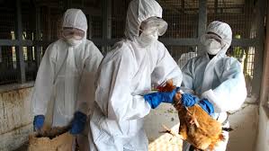 Este vírus não tem capacidade para infetar de forma efetiva os humanos. Rusia Reporta Primeros Casos De Transmision De Gripe Aviar H5n8 A Humanos El Cambio Demexico
