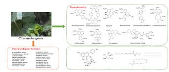 Image result for Cissampelos mucronata