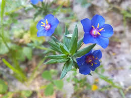 Image result for Lysimachia monelli