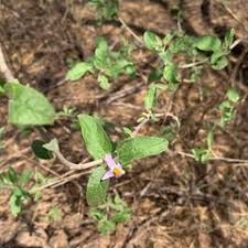 Image result for Solanum tettense