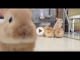 「ネザーランドドワーフ」の画像検索結果