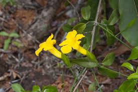 Image result for Aeschynomene bracteosa