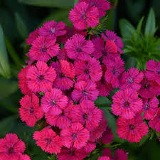 Image result for Dianthus