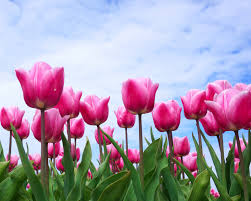 Try mixed dwarfs which are perfect for pots or borders. Spread The Love With Spring Bulbs