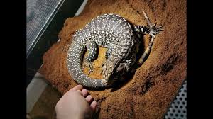 Trova immagini stock hd a tema bearded dragon drago barbuto big reptile e milioni di altre foto, illustrazioni e contenuti vettoriali stock royalty free nella vasta raccolta di shutterstock. Come Accudire Allevare Un Drago Barbuto 2 0 Youtube