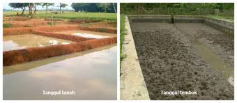 Persiapan Kolam Tanah Untuk Budidaya Ikan Alam Tani