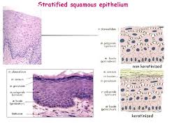 It is also known as mucosa. Types Of Epithelia Glandular Epithelium Dr Katalin Gallatz