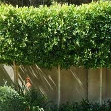 Pleached Bay Tree Pinned By Emma Rice For Embrace Garden Design Garden Hedges Garden Landscape Design Garden Design
