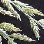 Image result for Enneapogon cenchroides