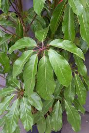 Image result for Schefflera