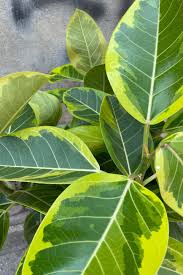 Image result for Ficus stuhlmannii