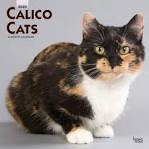 Calico Cats: 5 Fascinating Things You Should Know