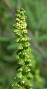 Image result for Bothriocline steetziana