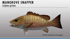 Offshore catches common to 10 pounds. Mangrove Snapper Fishing Complete Fishing Guide Hunting And Fishing Depot