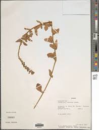 Image result for Crotonogynopsis australis