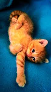 Breeding sphynx, elf and bambino sphynx. 40 Orange Kitten Ideas Kitten Kittens Cutest Orange Kittens