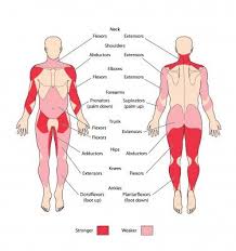 So What Are The Rowing Machine Muscle Groups Does Rowing Give You A Complete Workout And What Other Exercise Can Rowing Workout Rowing Machine Workout Rowing