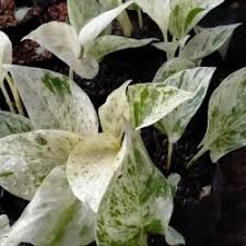 Beberapa jenis tanaman air yang biasa kita kenal ialah jenis tumbuhan air yang tumbuh liar di air tawar tanaman air ini termasuk tanaman berbentuk rumput dari keluarga typhaceae. Jual Tanaman Hias Hidup Di Air Murah Harga Terbaru 2021