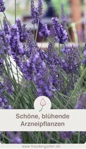 Bluhende Arzneipflanzen Und Heilpflanzen Fur Den Garten Pflanzen Garten Anpflanzen Und Heilpflanzen